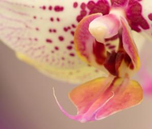 particolare di Phalaenopsis 