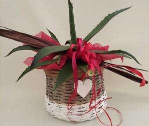 agave in confezione rossa 