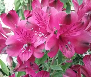 Alstroemeria fuxia 