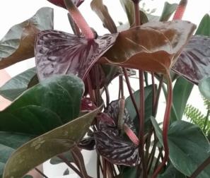 Anthurium Black Beauty 