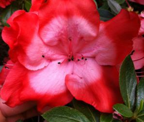 azalea bicolor 