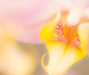 Orchidea dal colore tenue 