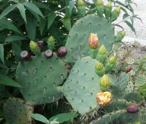 Boccioli di Opuntia Ficus Indica 