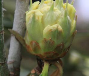 bocciolo dei fiori del rododendro tibetano 