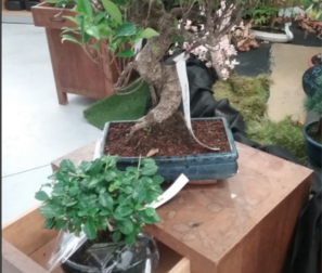 Bonsai Ficus 