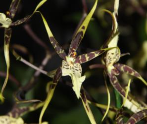 brassia 