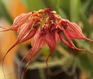 bulbophyllum 