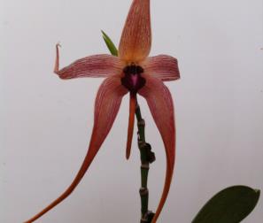 bulbophyllum 1 