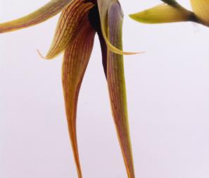 bulbophyllum 2 