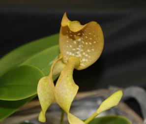 bulbophyllum 3 