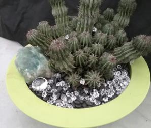 cactus 10 