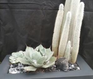 cactus 12 