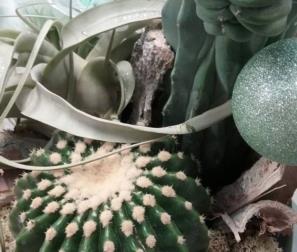 cactus e tillandsia xerographica 