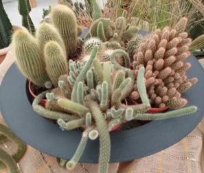 Cactus in composizione 