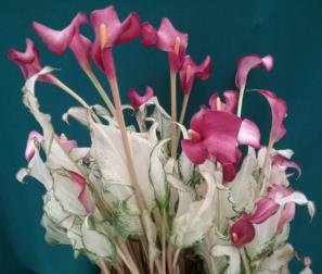 calla Frozen Queen 