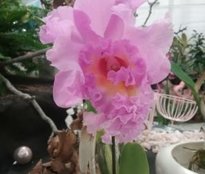 Cattleya 