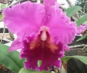 Cattleya 