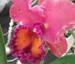 Cattleya 