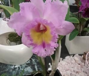 Cattleya 