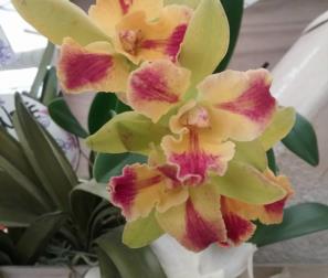 Cattleya 