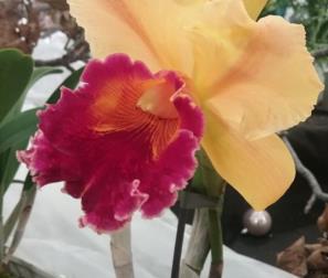 Cattleya 