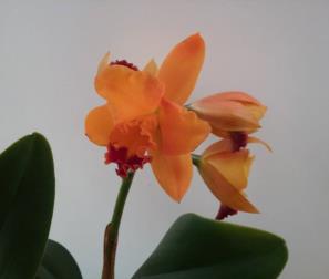 cattleya arancio 