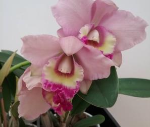 Cattleya rosa 