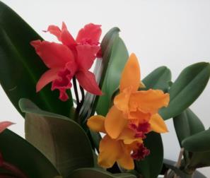 cattleya rossa e arancio 