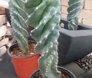 Cereus Forbesii Spiralis 