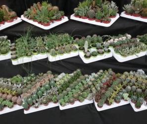 Collezione di mini cactus 