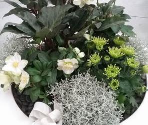 Composizione con Helleborus 