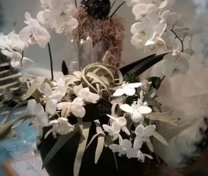 Composizione con Phalaenopsis bianche, tillandsie e platycerium. 