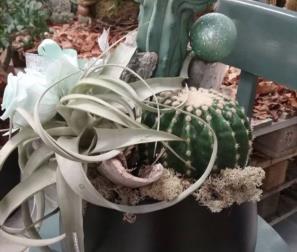 composizione di cactus in vaso ceramica 