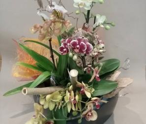composizione di Orchidee 