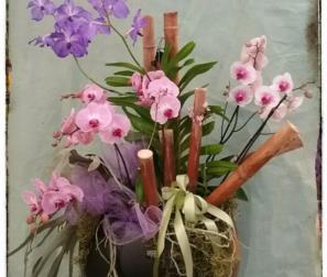 composizione di orchidee 