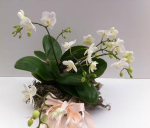 composizione naturale con phalaenopsis 