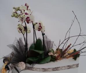 composizione Phalaenopsis, cannella e sughero 