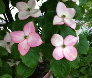 Cornus Florida Rubra 