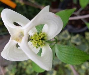 Cornus Urbinianum 