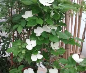 Cornus Venus 