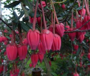 crinodendron hookerianum 