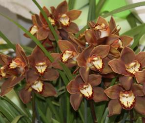 Cymbidium Chocolate 