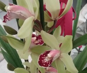 Cymbidium verde 