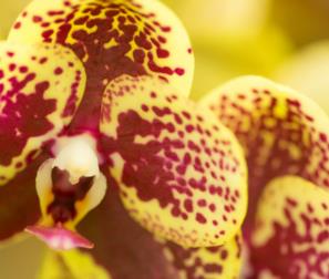 Orchidea da collezione 