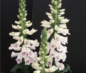 Digitalis 