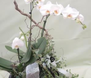 confezione di orchidee in ceramica e quarzo 