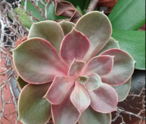 Echeveria 