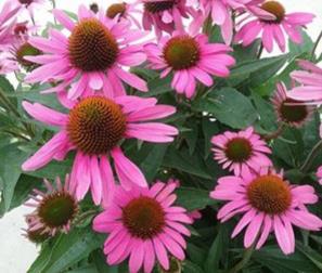 Echinacea 