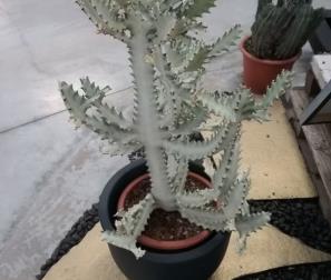 Euphorbia Lactea White Ghost 