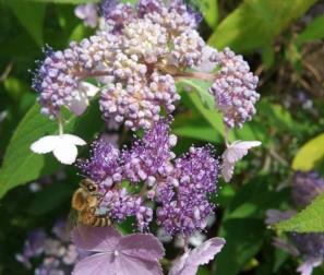 Fiore dell'Hydrangea Aspera Villosa 